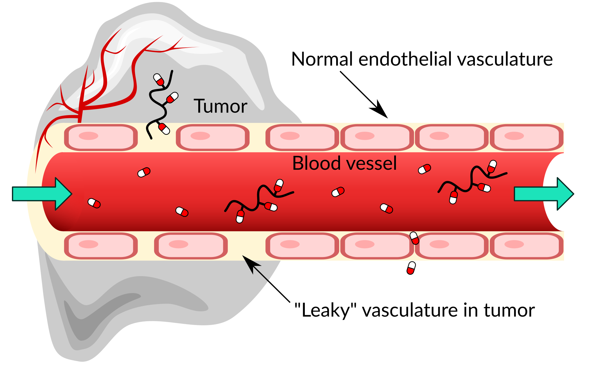 healthy and leaky blood vessels and their permeability to small drugs and polymer-drug conjugates