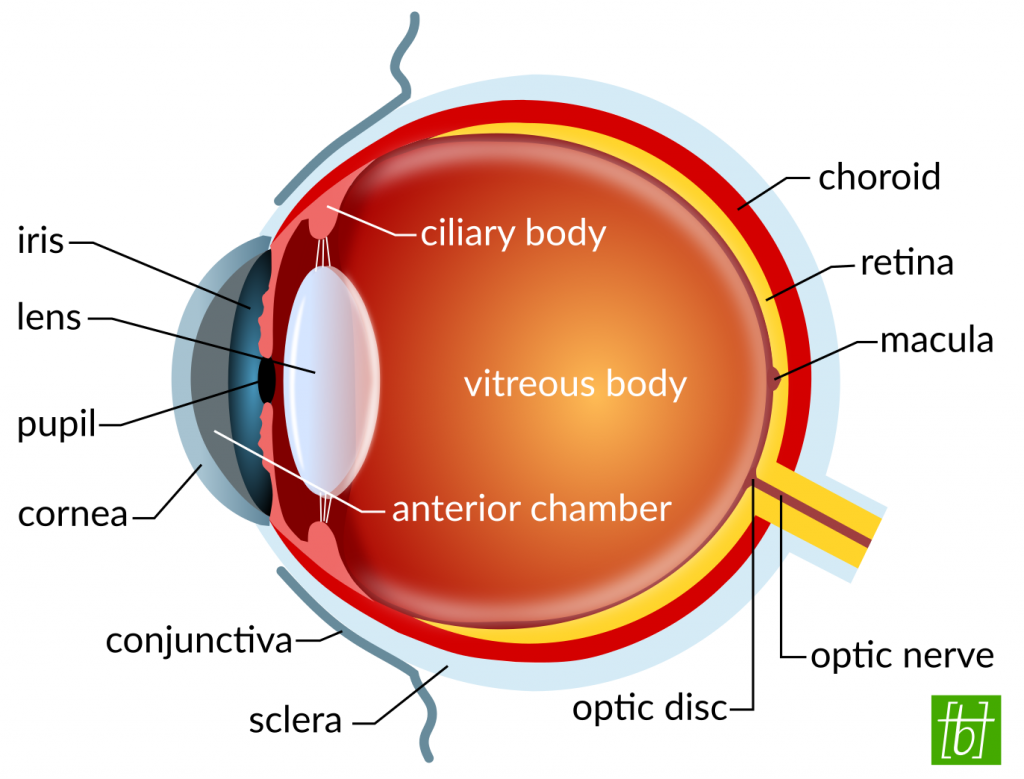 Scheme of the eye and all its parts