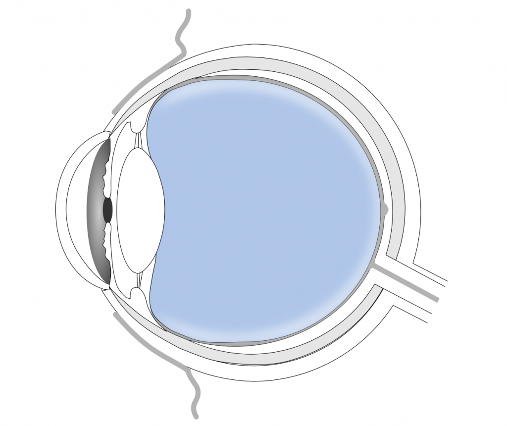Eye scheme with highlighted vitreous compartment