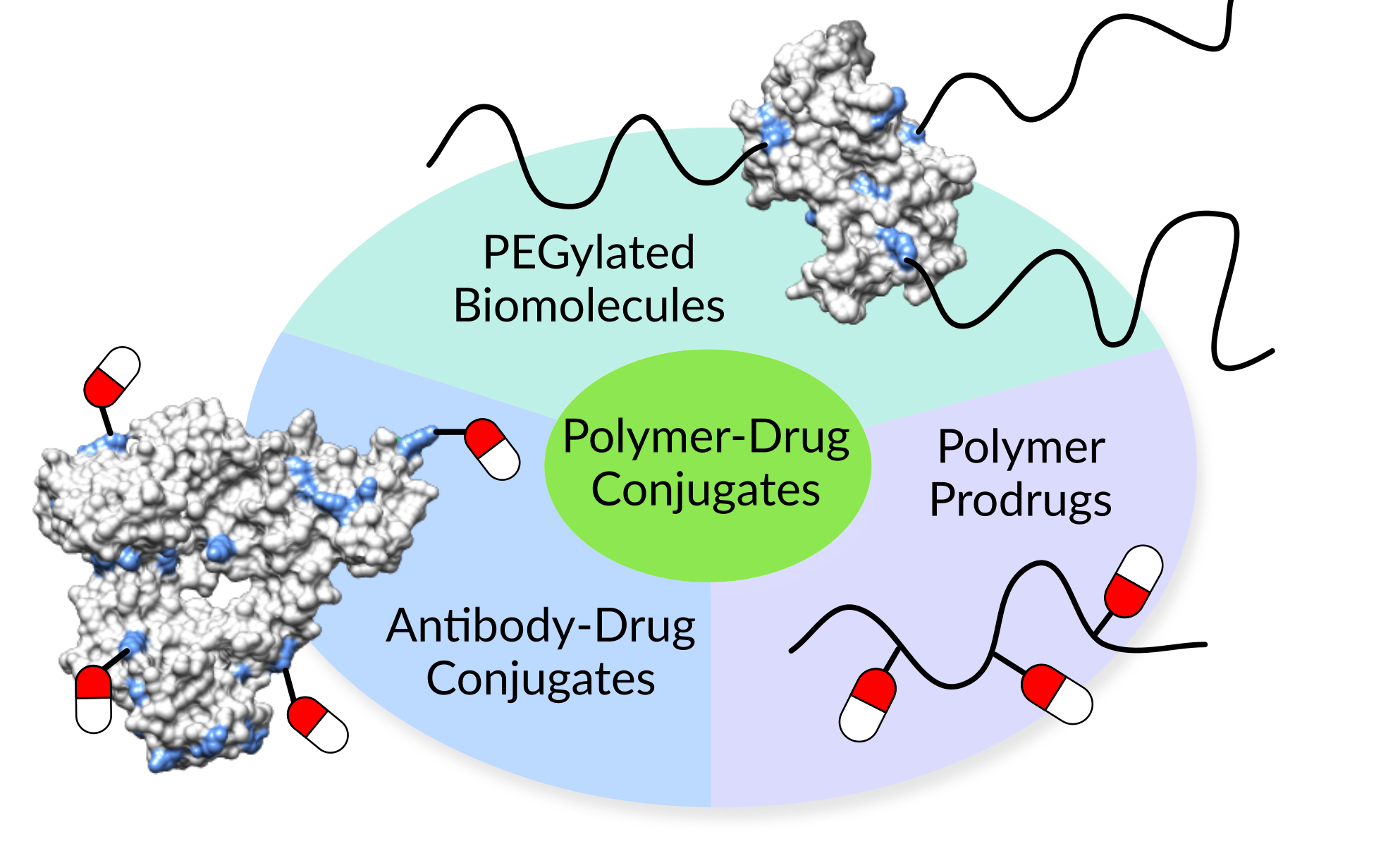 Polymer-drug conjugates include polymer prodrugs, PEGylated biomolecules, and antibody-drug conjugates