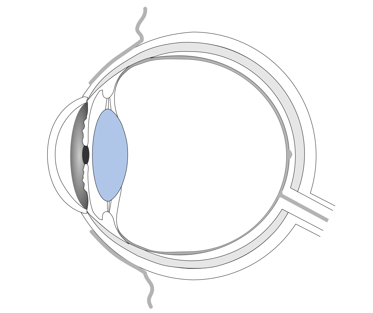 Eye scheme with highlighted lens