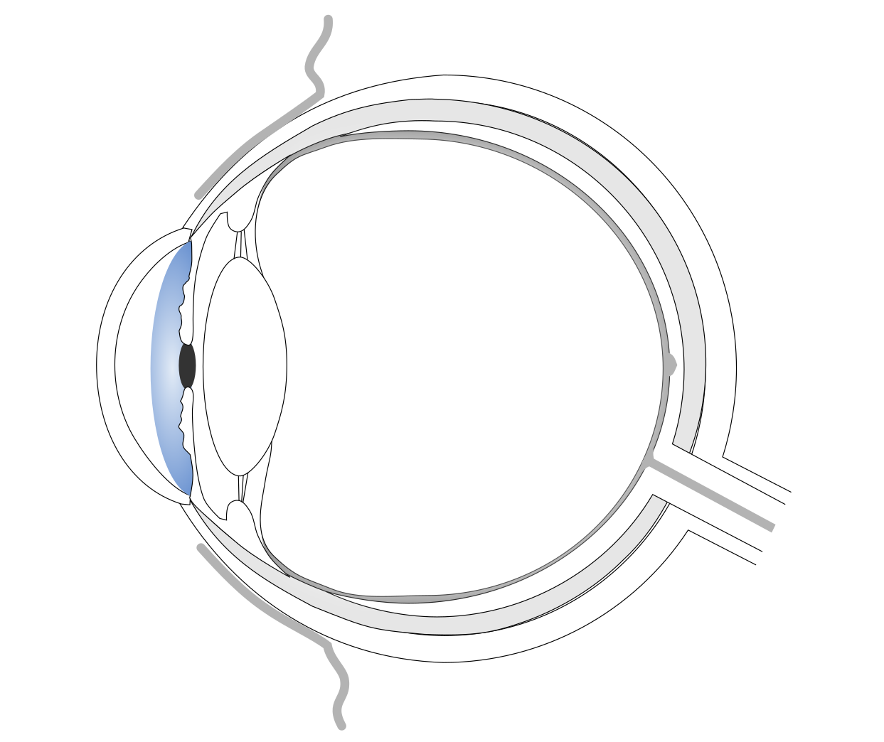 Eye scheme with highlighted iris